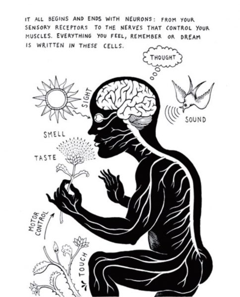 Central Nervous System illustration