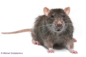 rat