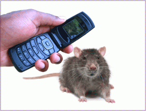 cel-phone-and-rat