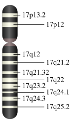 The serotonin transporter gene (SLC6A4) with the 5-HTTLPR is located on chromosome 17.