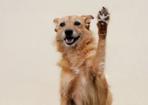 dog giving a high five