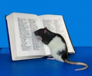 Hobbie J Smartest Rat