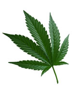Cannabis 1 cannabis
