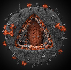 hiv-virus-visual-science-company