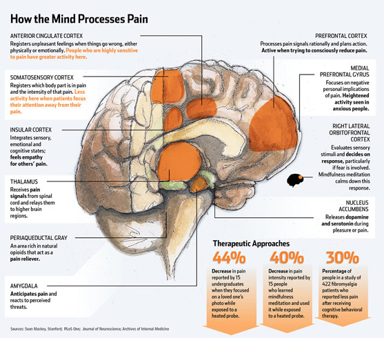  Brain Illustration 