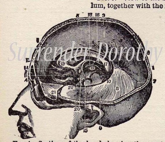 Brain Anatomy 1908 Edwardian Vintage Medical Chart ~ Etsy