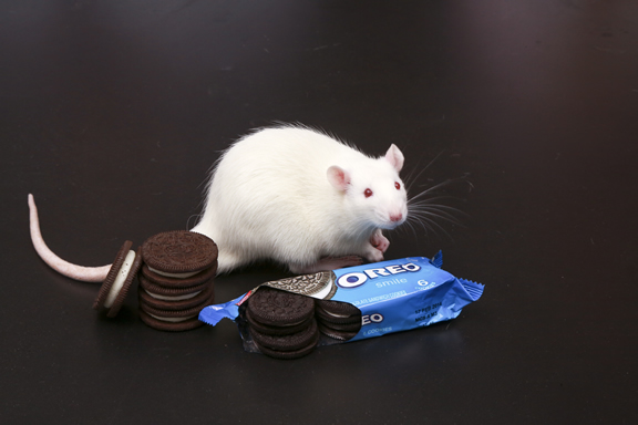 Photo by Bob MacDonnell, courtesy of Connecticut College. Researchers at Connecticut College tested lab rats and found eating Oreos activated more neurons in the brain’s “pleasure center” than exposure to drugs of abuse.