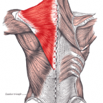 Trapezius muscle