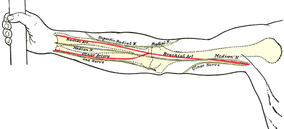 Ulnar Nerve