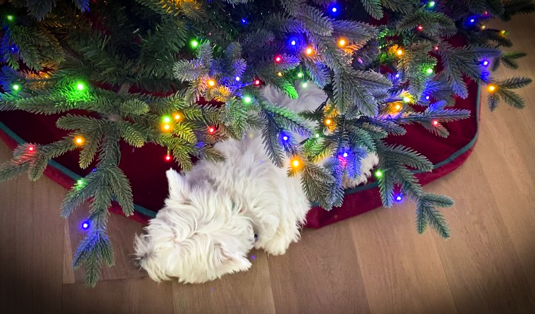 Lola under the Christmas tree